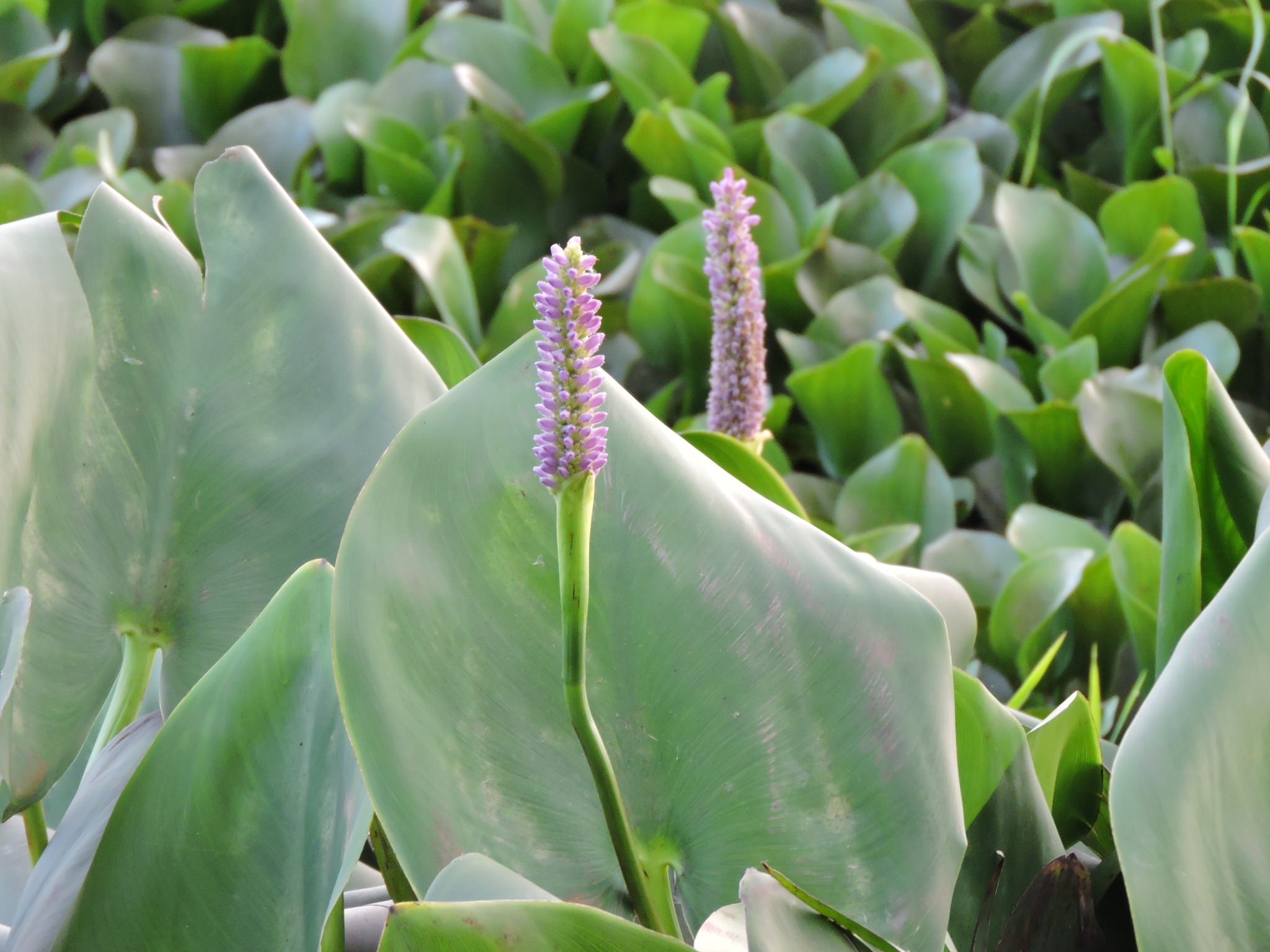 Pontederia sagittata